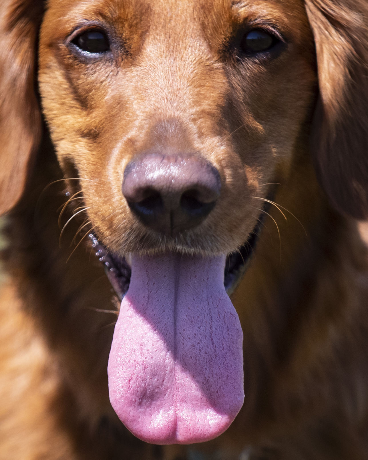 Centennial Dog Park
